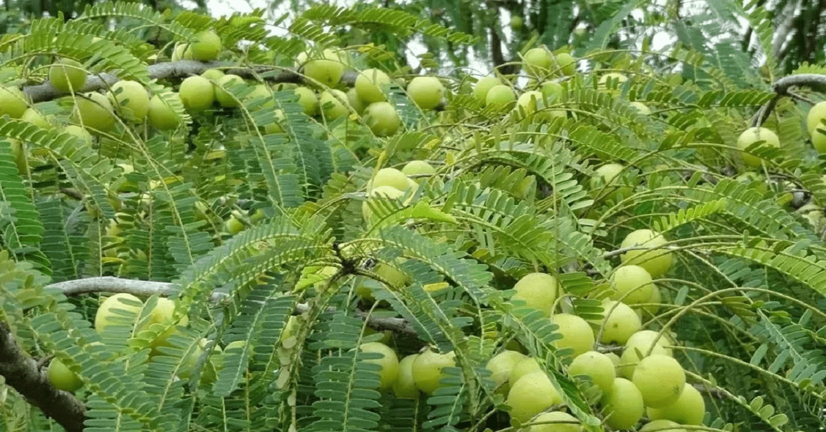 Amla’s health benefits and Medicinal use